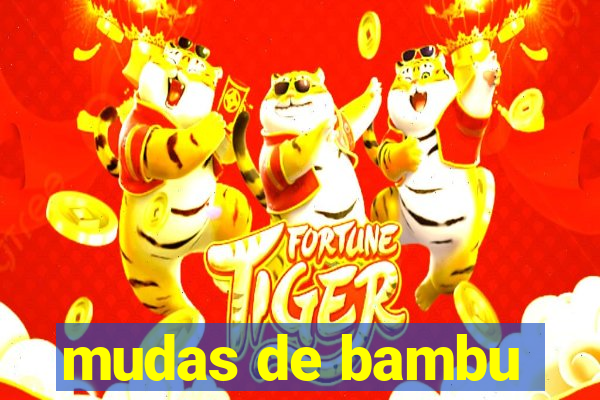 mudas de bambu