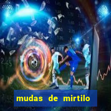 mudas de mirtilo em porto alegre