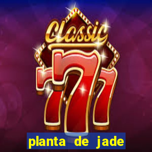 planta de jade significado espiritual