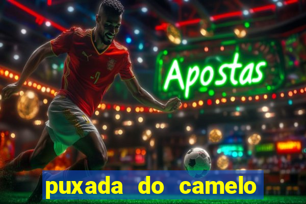 puxada do camelo jogo do bicho