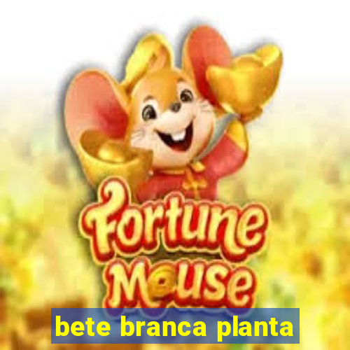 bete branca planta