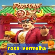 rosa vermelha (letra e cifra)