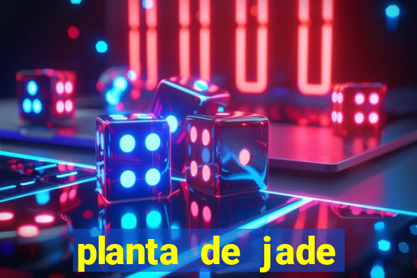 planta de jade significado espiritual